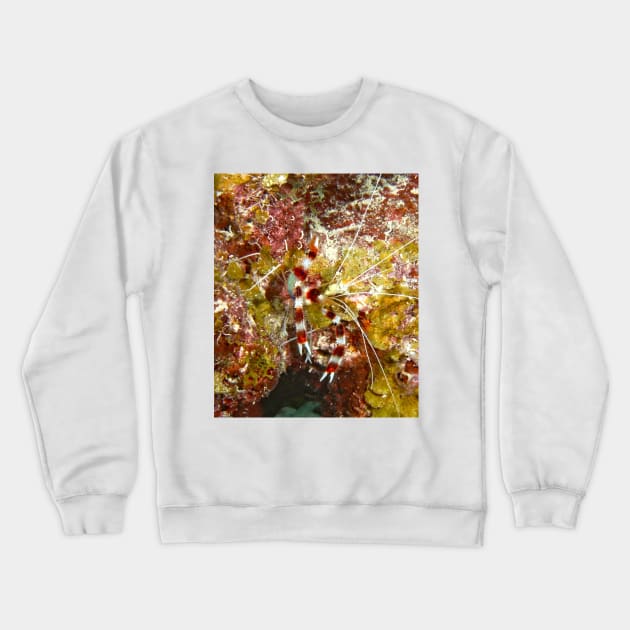 Banded Coral Shrimp Crewneck Sweatshirt by Scubagirlamy